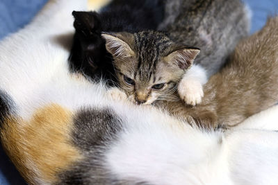 Close-up of cat sleeping at home