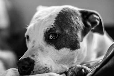 Close-up portrait of a dog