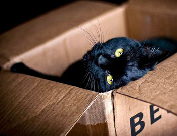 Close-up portrait of cat in box