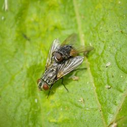 Close-up of fly on leaf