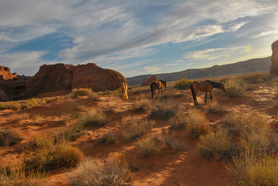 Horses in a field