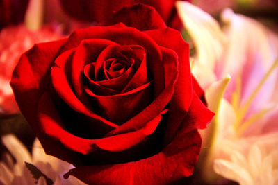 Close-up of red rose