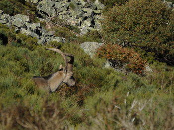 View of deer on land