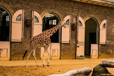 View of an animal in zoo