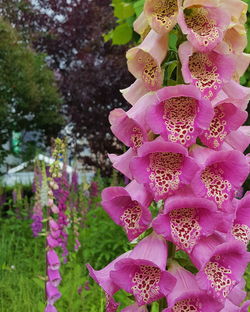 Close-up of pink flowers