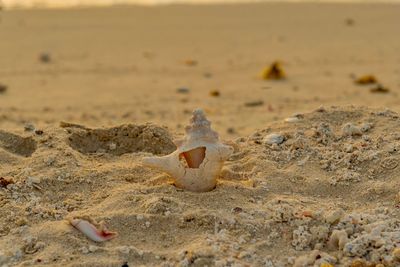 Close-up of broken seashell on sand at beach