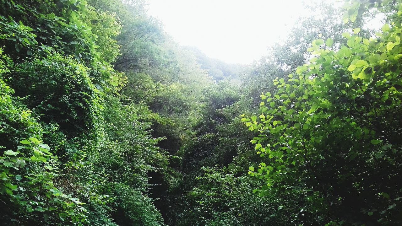 tree, growth, low angle view, plant, beauty in nature, scenics, green color, nature, tranquil scene, green, sky, tranquility, lush foliage, day, outdoors, non-urban scene, freshness, remote, no people