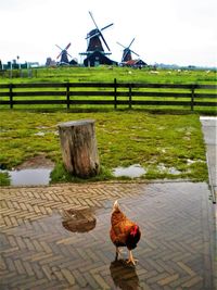 Traditional windmill in farm