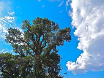 Low angle view of trees against blue sky