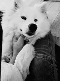 High angle portrait of dog
