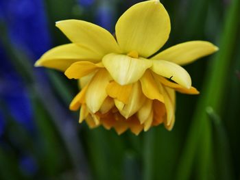 Close-up of yellow flower blooming outdoors