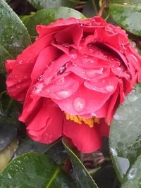 Close-up of pink rose