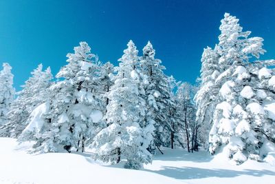 Snow covered tree against blue sky