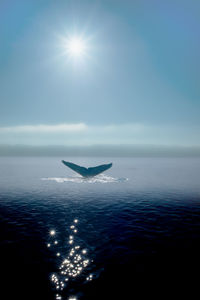 Low section of whale in calm blue sea