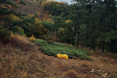 Rear view of woman standing in forest