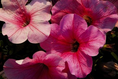 Close-up of pink flowering plants