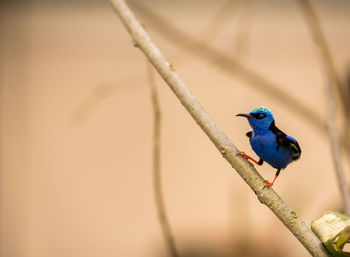 Close-up of bird perching on branch