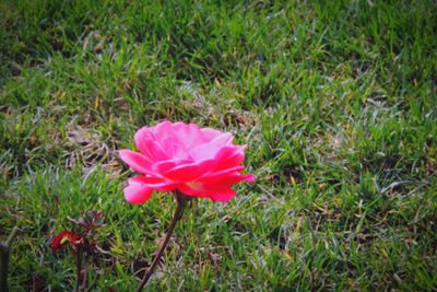 Close-up of pink flower blooming on field