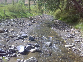 Flock of sheep in water