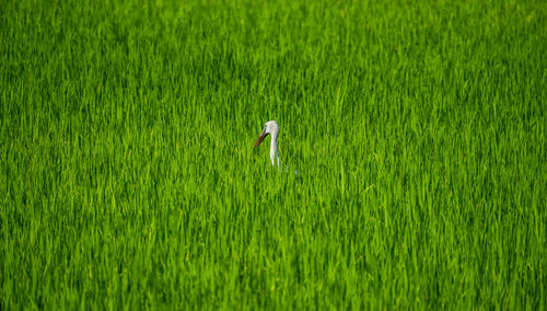 High angle view of bird perching amidst plants on field