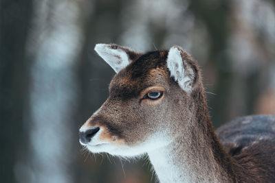 Close-up of a horse looking away