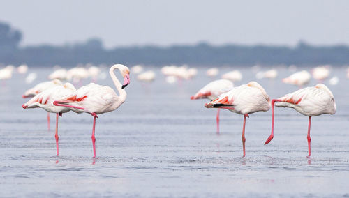 Birds in lake