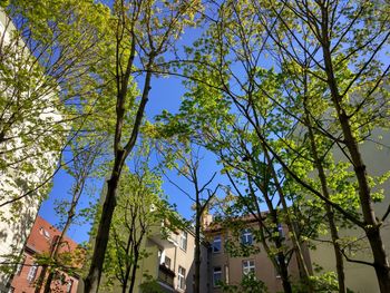 Low angle view of trees against clear sky