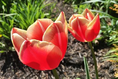 Close-up of red flower blooming in field