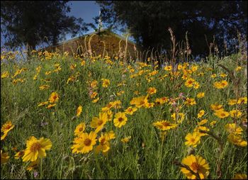 Yellow flowers blooming in field