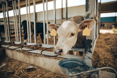 Calf drinking water from bowl at stable