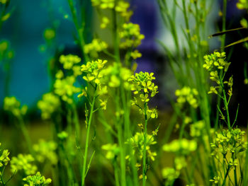 Close-up of flowering plants on field