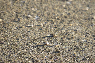 High angle view of crab on sand