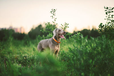 Dog standing in field