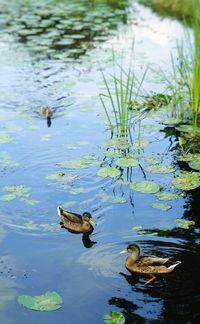 Duck swimming in lake