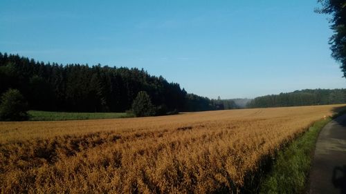 Scenic view of field against clear sky