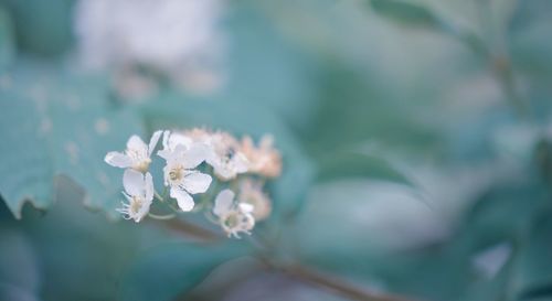 Close-up of white cherry blossom