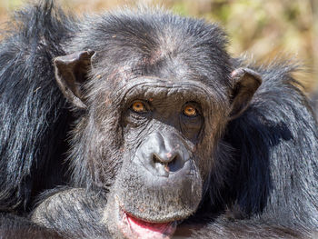 Close-up portrait of chimpanzee