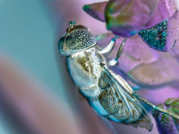 Macro shot of bee pollinating flower