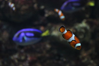 Close-up of fish swimming in sea