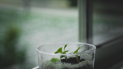 Close-up of seedlings growing in glass by window