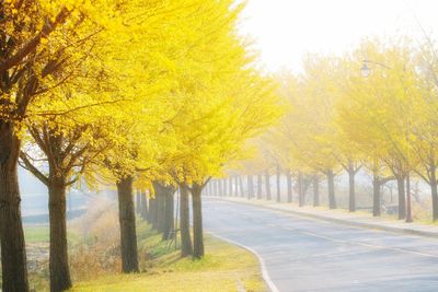 Trees in autumn