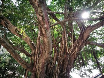 Low angle view of tree against sky