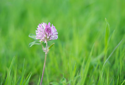 Close-up of purple flower blooming on grassy field