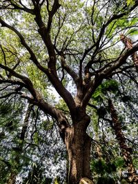 Low angle view of tree against sky