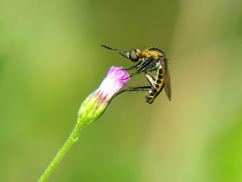 Close-up of insect on flower