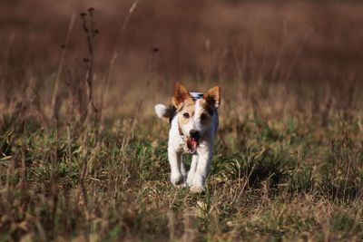 Portrait of dog running in field