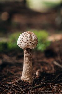 Close-up of mushroom growing on field