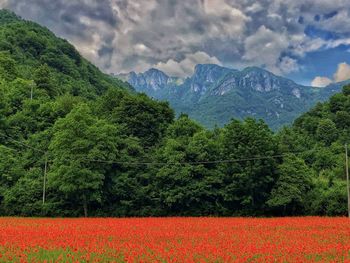 Scenic view of grassy field against cloudy sky