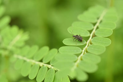 Close-up of insect on leaf