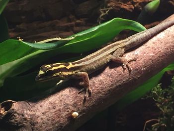 Close-up of lizard on plant